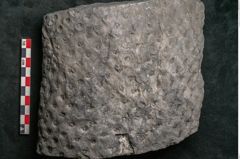 Foto (Detailansicht) von Stigmaria ficoides Brongniart (NHMW-GEO-2024-0188-11118)